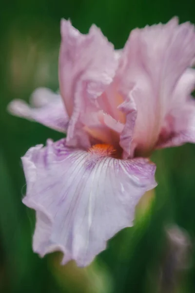 Fiori Iris Che Crescono Giardino Primaverile — Foto Stock
