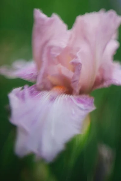 Fiori Iris Che Crescono Giardino Primaverile — Foto Stock
