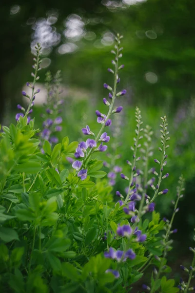 Giardino Campagna Con Fiori Lupino Viola Crescente — Foto Stock