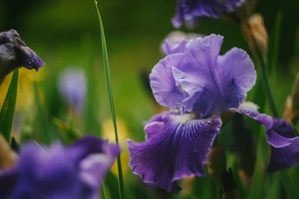 Iris Kwiaty Rosnące Spring Garden — Zdjęcie stockowe