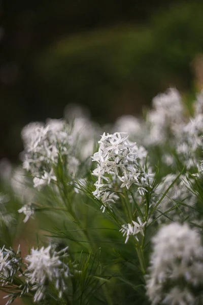 Flores Silvestres Blancas Crecen Campo — Foto de Stock