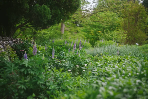 Country Garden Instellen Met Paarse Lupine Bloemen Groeien — Stockfoto