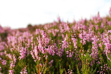 Heather İskoçya 'da