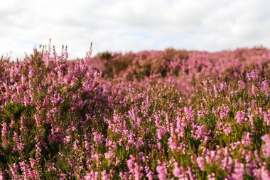 Heather İskoçya 'da Çiçek açıyor