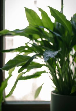 bir pencere ışığına yerleştir