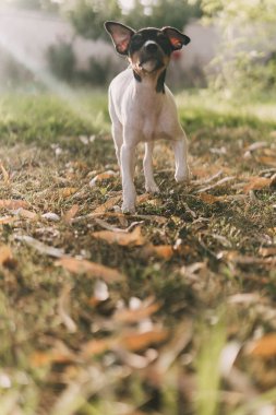 Endülüs şarapçısı köpek yavrusu bahçede