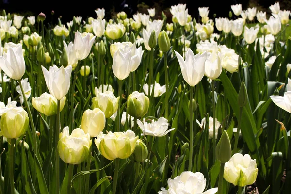 Весною Білі Тюльпани Пуризми — стокове фото