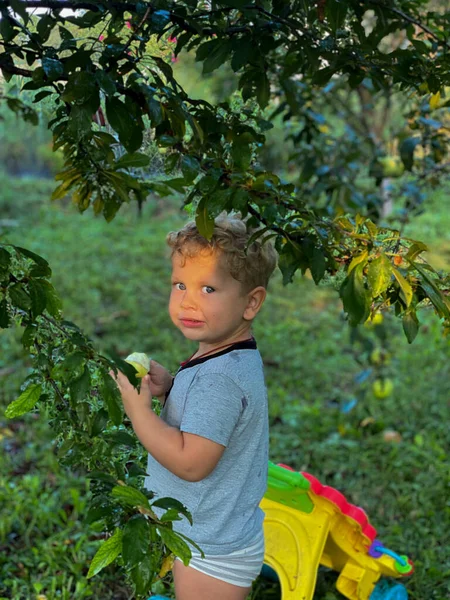 Αγόρι Γκρι Μπλουζάκι Τρώει Ένα Πράσινο Μήλο Στον Κήπο — Φωτογραφία Αρχείου
