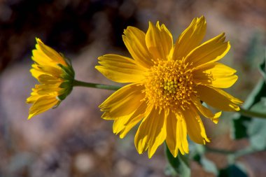 Flower of the Golden Crownbeard. Species Verbesina Encelioides. Native to Arizona it is toxic to sheep and goats. clipart