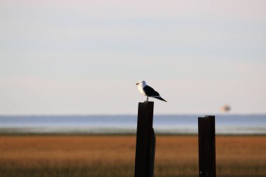 Deniz kıyısındaki ufka bakan bir martı.