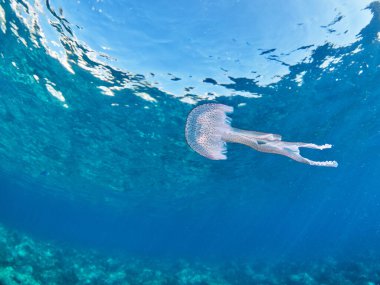 Leylak iğnesi denizanası, Medeniyet Denizi 'nin ılık ve berrak sularında yüzüyor. 