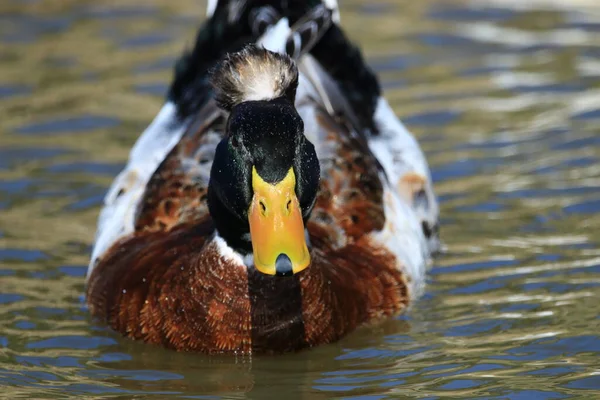 Eend Genietend Van Het Meer Het Park — Stockfoto