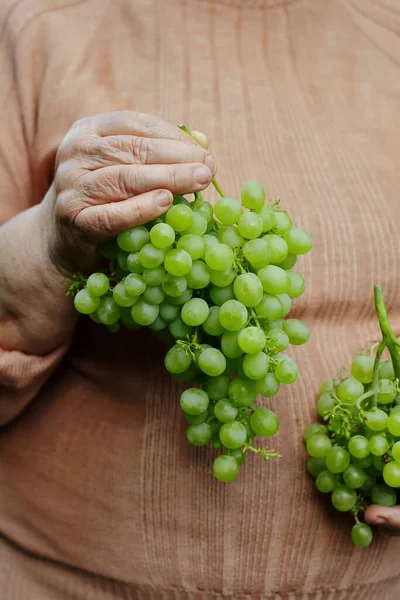 Elderly Woman Holds Ripe Bunch Grapes One Hand Close — Stock Photo, Image