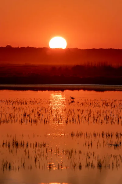 Schöner Orangefarbener Sonnenuntergang Der Sich Sumpfwasser Spiegelt — Stockfoto