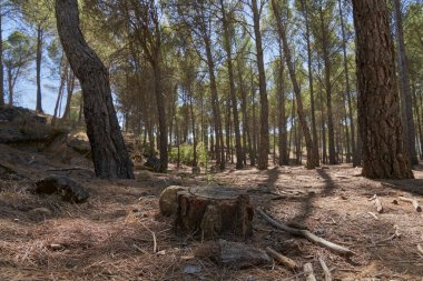 Guadalajara, Castilla La Mancha, İspanya 'daki Buendia rezervuarındaki yüzlerin manzarası.