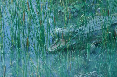 Paleontoloji Müzesi 'ndeki timsahın kopyası, Castilla La Mancha, İspanya