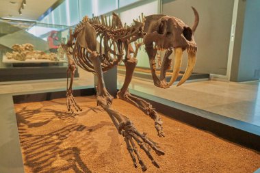 Cuenca Paleontoloji Müzesi 'ndeki dinozor iskeletinin kopyası.