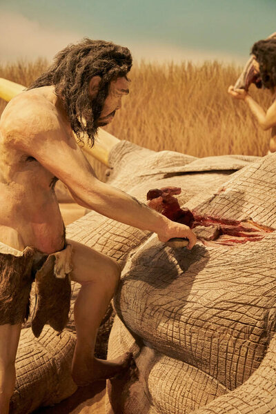 Replica of prehistoric man getting food from an animal in the Paleontological Museum of Cuenca, Castilla La Mancha, Spain