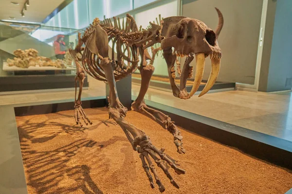 Cuenca Paleontoloji Müzesi Ndeki Dinozor Iskeletinin Kopyası — Stok fotoğraf