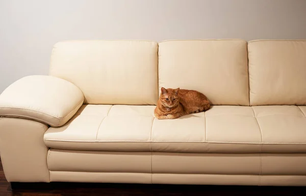 Zrzavá Kočka Odpočívající Gauči — Stock fotografie