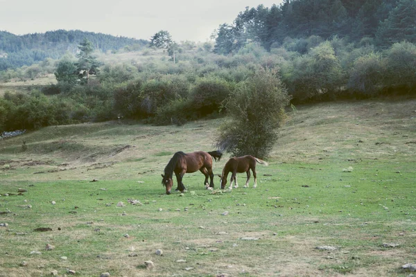 Две Лошади Посреди Поля Рядом Лесом Горами — стоковое фото