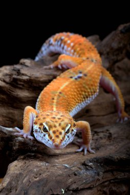 siyah arka plan üzerinde izole leopar gecko