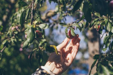 Mavi gökyüzüne karşı daldan kırmızı eriği koparır