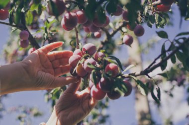 Eller mavi gökyüzüne karşı daldan olgun kırmızı erikleri koparır