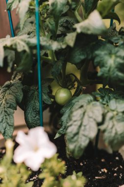 Küçük konteynır bahçemin büyümesini izle.