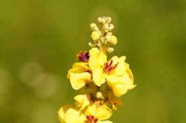 Sarı kır çiçekleri yazın güneşli bir günde bir tarlada yetişir.