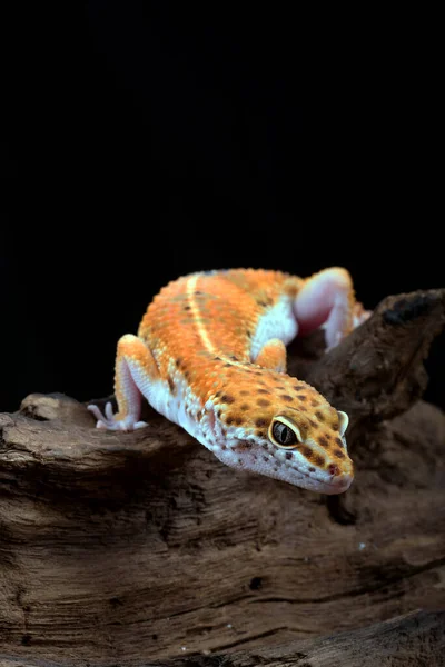 Geco Leopardo Aislado Sobre Fondo Negro —  Fotos de Stock