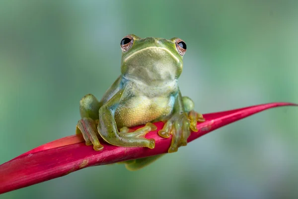 马来亚飞蛙在红花上 — 图库照片