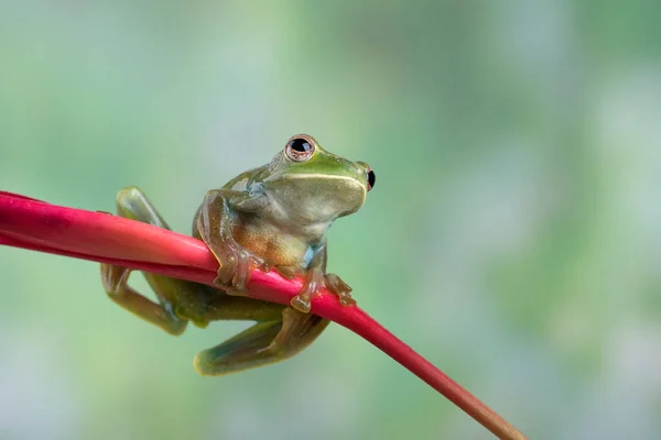 Malayan Flying Frog Red Flower — Stock Photo, Image