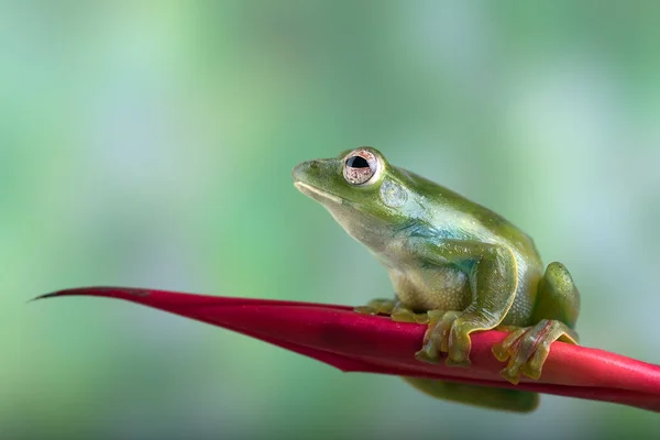 马来亚飞蛙在红花上 — 图库照片