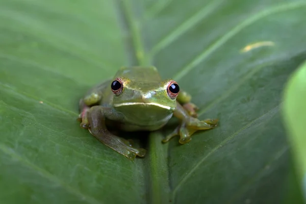 Büyük Bir Yaprağın Üzerinde Uçan Kurbağa Malezya — Stok fotoğraf