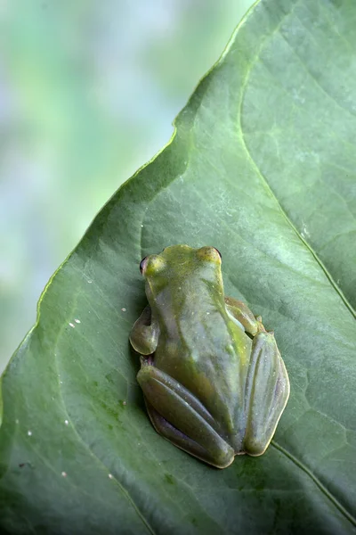 Malayan Flying Frog Big Leaf — Stock Photo, Image