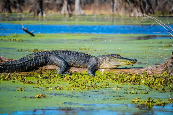 Een Grote Amerikaanse Krokodil Abbeville Louisiana — Stockfoto