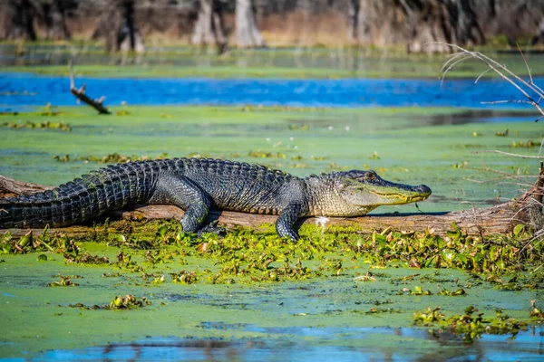 Grande Coccodrillo Americano Abbeville Louisiana — Foto Stock