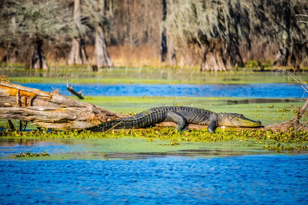 Een Grote Amerikaanse Krokodil Abbeville Louisiana — Stockfoto