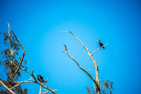 Duplo Crested Cormorant Birds Abbeville Louisiana — Fotografia de Stock