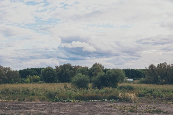 Malowniczy Krajobraz Widok Las Trzcinami Błękitne Zachmurzone Niebo — Zdjęcie stockowe