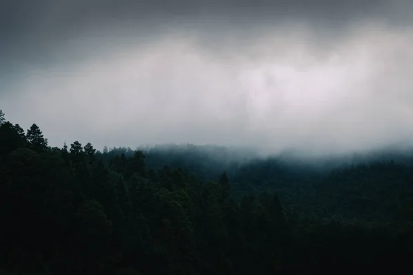 Moody Foggy Pine Tree Forest Mountain Mexico — Stock Photo, Image