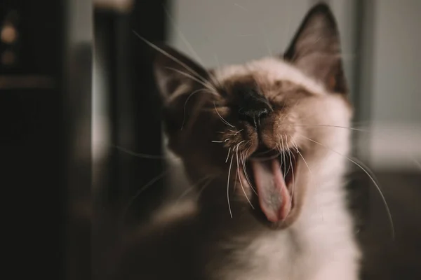 Siamese Kitten Yawning Tongue — Stock Photo, Image