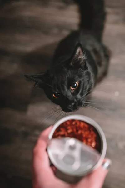 고양이 통조림 고양이 — 스톡 사진