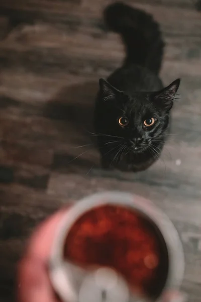 고양이 통조림으로 고양이 사료가 필요하다 — 스톡 사진