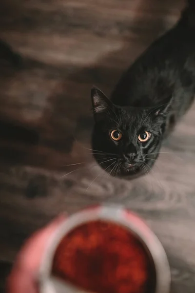 Gato Negro Pide Comida Para Gatos — Foto de Stock