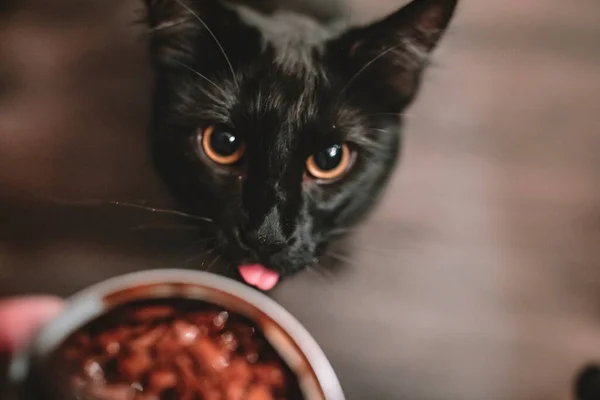 Schwarze Katze Bettelt Katzenfutter Aus Der Dose — Stockfoto