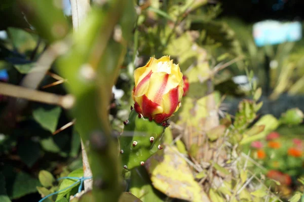 Una Flor Cactus Rojo Amarillo Florece Jardín Ciudad — Foto de Stock