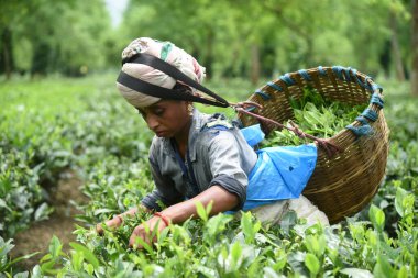 Kadın işçiler çay bahçesinden çay yaprakları topluyor..