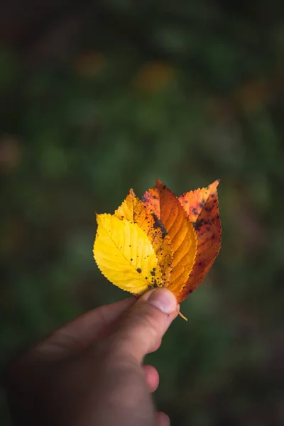 Eine Hand Die Eine Vielzahl Farbiger Blätter Hält — Stockfoto